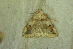 Zanclognatha laevigata