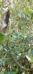 Bejaria