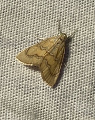 Glaphyria sesquistrialis