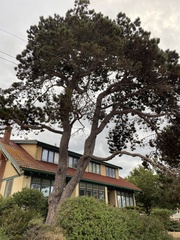 Pinus contorta