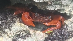 Geograpsus stormi