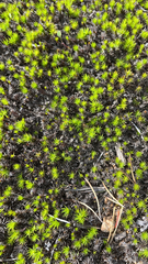Polytrichum