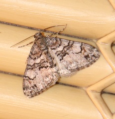 Larentiinae