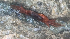 Geograpsus stormi