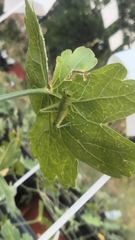 Cyrtacanthacridini