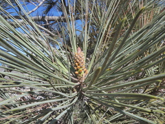 Pinus torreyana