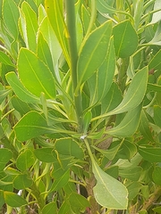 Osteospermum junceum