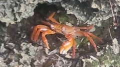 Geograpsus stormi