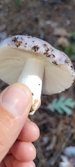 Russula cyanoxantha
