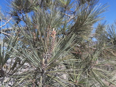 Pinus torreyana