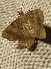 Macaria transitaria