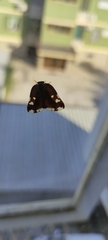 Ricaniidae