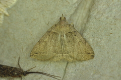 Zanclognatha laevigata