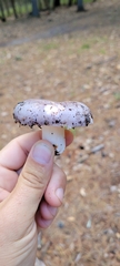 Russula cyanoxantha