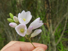 Ixia orientalis