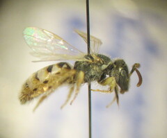 Nomioides minutissimus