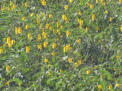 Senna didymobotrya