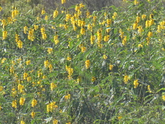 Senna didymobotrya