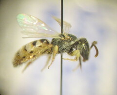 Nomioides minutissimus