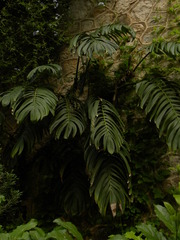 Rhaphidophora decursiva