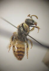 Nomioides minutissimus