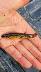 Umbra limi
