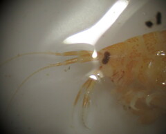 Gammarus lacustris