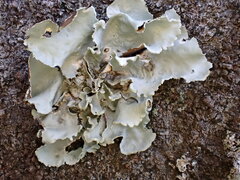 Parmotrema austrosinense