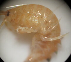 Gammarus lacustris