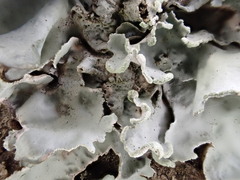 Parmotrema austrosinense