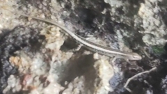 Cryptoblepharus africanus