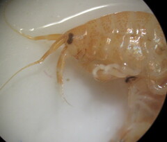 Gammarus lacustris