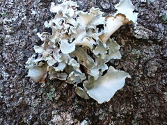 Parmotrema austrosinense