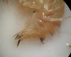 Gammarus lacustris
