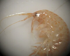Gammarus lacustris