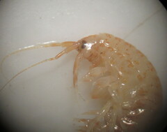 Gammarus lacustris