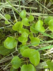 Pyrola rotundifolia