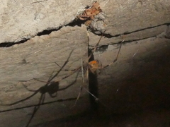 Latrodectus geometricus