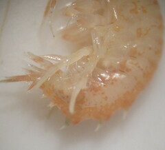 Gammarus lacustris
