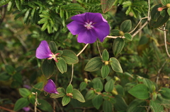 Tibouchina