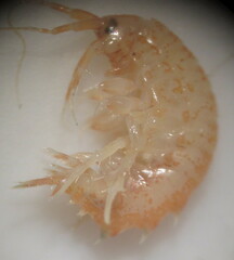 Gammarus lacustris
