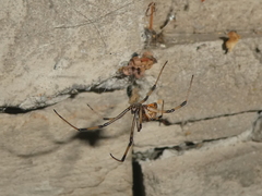 Latrodectus geometricus