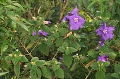 Tibouchina