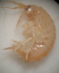 Gammarus lacustris