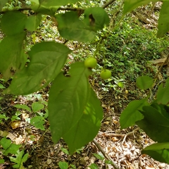 Celtis tenuifolia