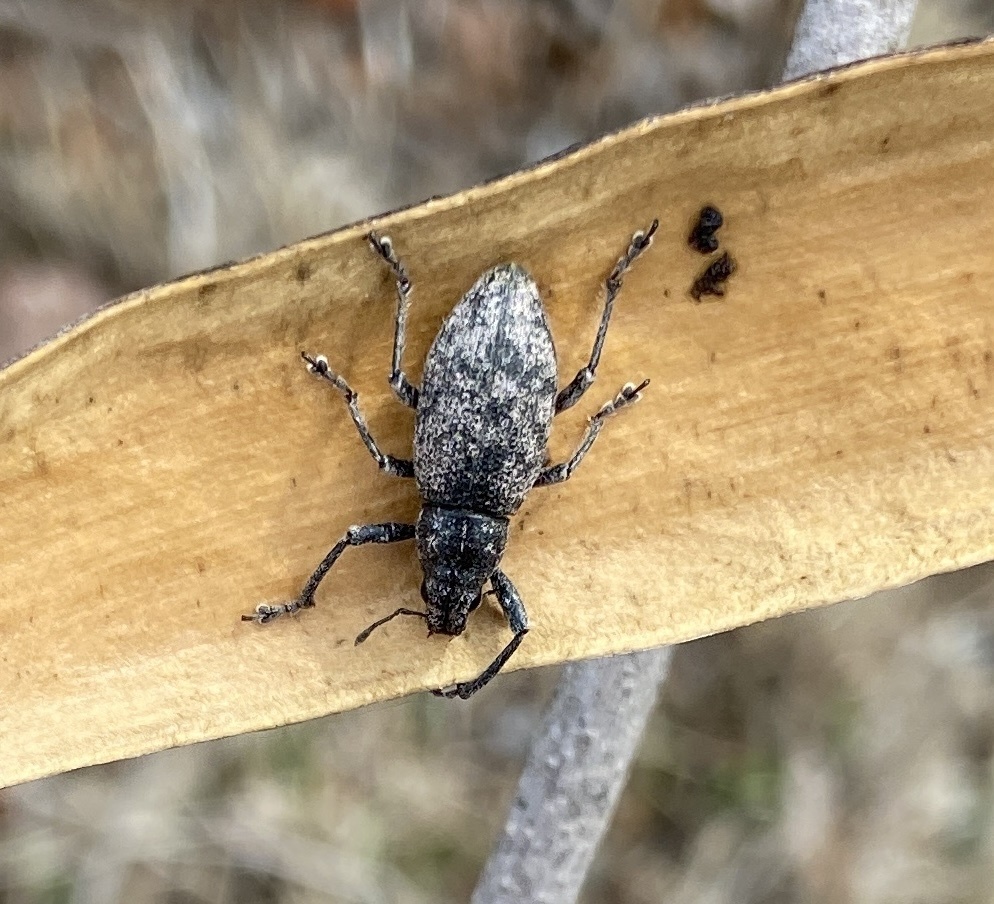 Herpisticus hierrensis