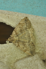 Zanclognatha laevigata