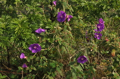 Tibouchina
