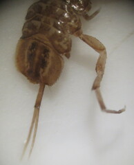 Asellus aquaticus