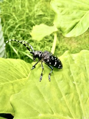 Anoplophora chinensis